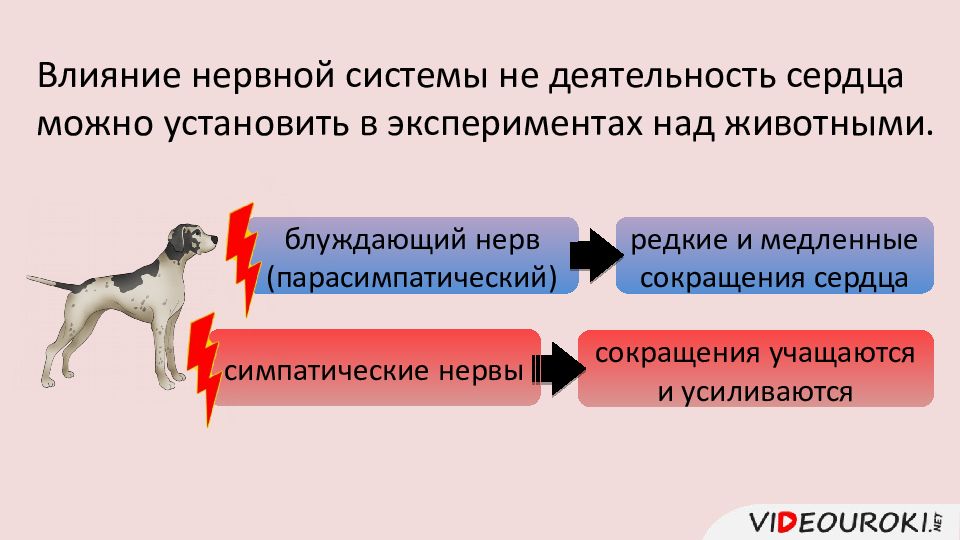 Регуляция работы сердца и сосудов. Регуляция работы сердца и кровеносных сосудов. Регуляция работы сердца презентация. Схема регуляции работы сердца и кровеносных сосудов.