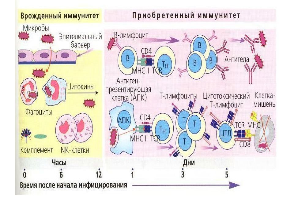 Какие клетки выполняют иммунную функцию. Клетки врожденного иммунитета. Клетки врожденного иммунитета и их функции. Клетки врожденного иммунитета иммунология. Клетки принимающие участие в реакциях врожденного иммунитета.