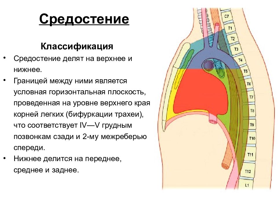 Между нижним и верхним. Отделы средостения схема. Топография переднего средостения схема. Средостение анатомия человека. Средний этаж переднего средостения.