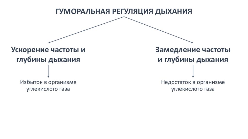 Замедление дыхания. Гуморальная регуляция дыхания. Регуляция дыхания схема. Основы гуморальной регуляции дыхания. Гуморальные факторы регуляции дыхания.