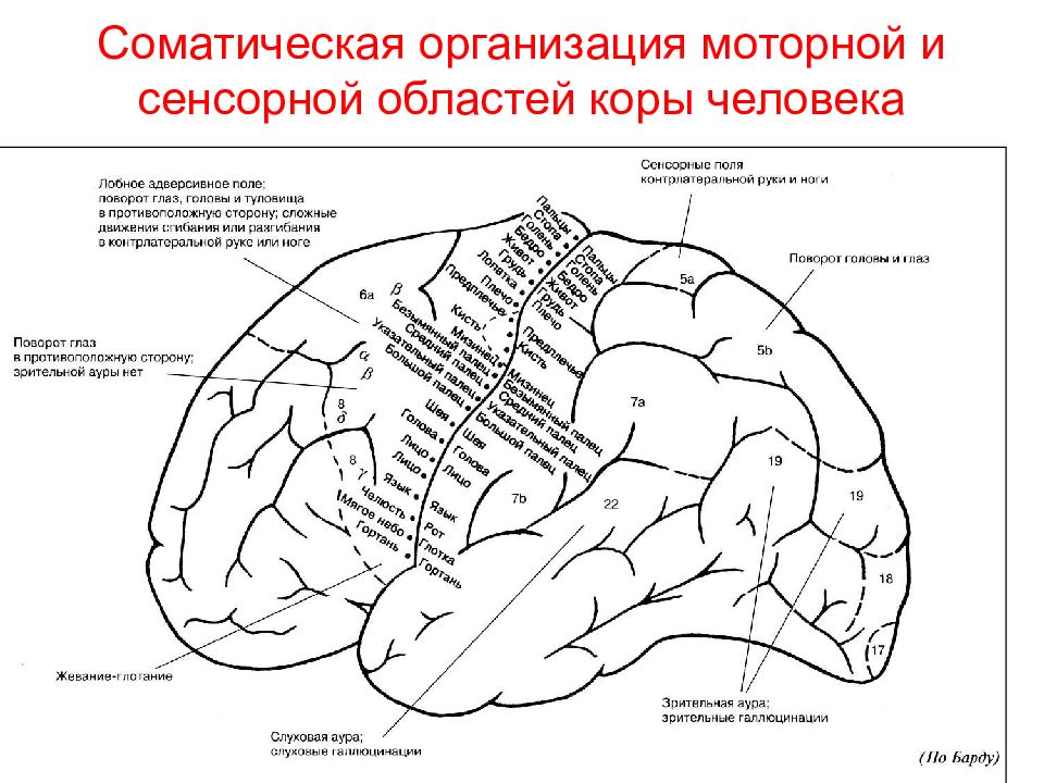 Физиология коры головного мозга презентация