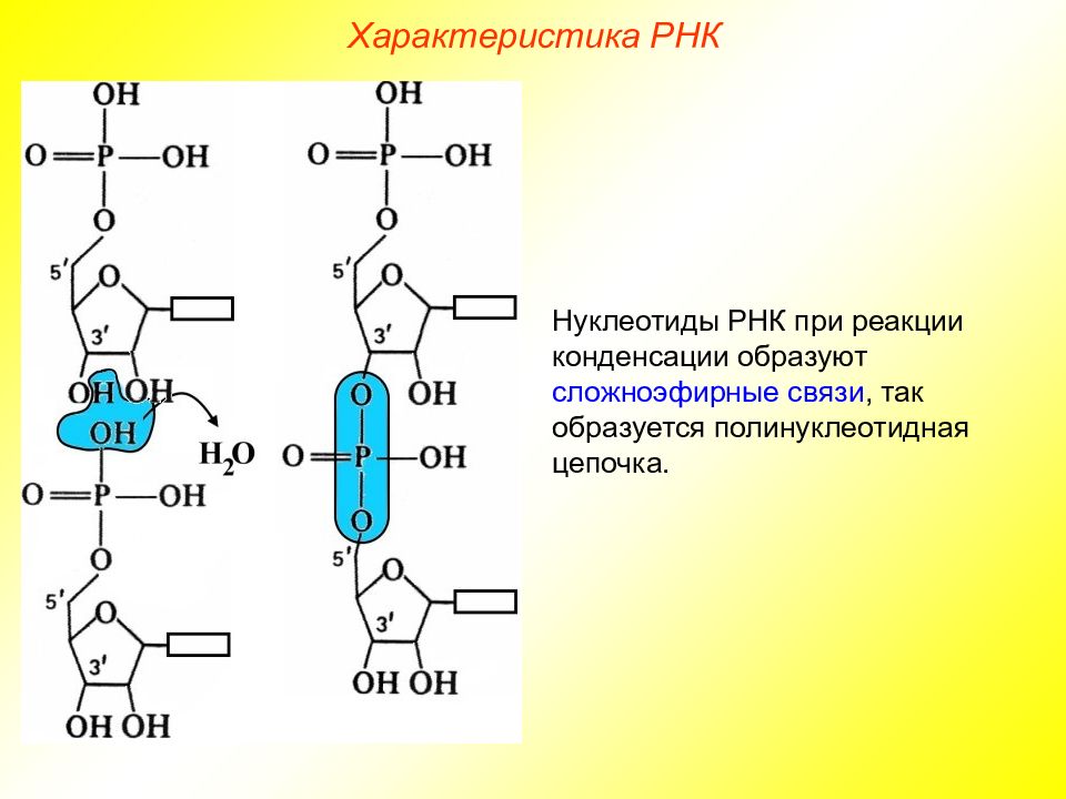 Номер рнк. Рибонуклеиновая кислота формула. РНК рибонуклеиновая кислота. Структура рибонуклеиновых кислот. Нуклеотид РНК связи.