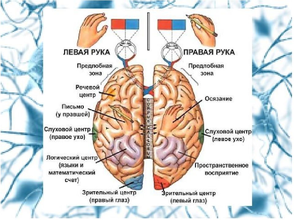 Левое полушарие какая рука. Левое полушарие у правшей. Левша и правша полушария мозга. Функции и центры левого полушария. Центры в левом полушарии мозга у правшей.