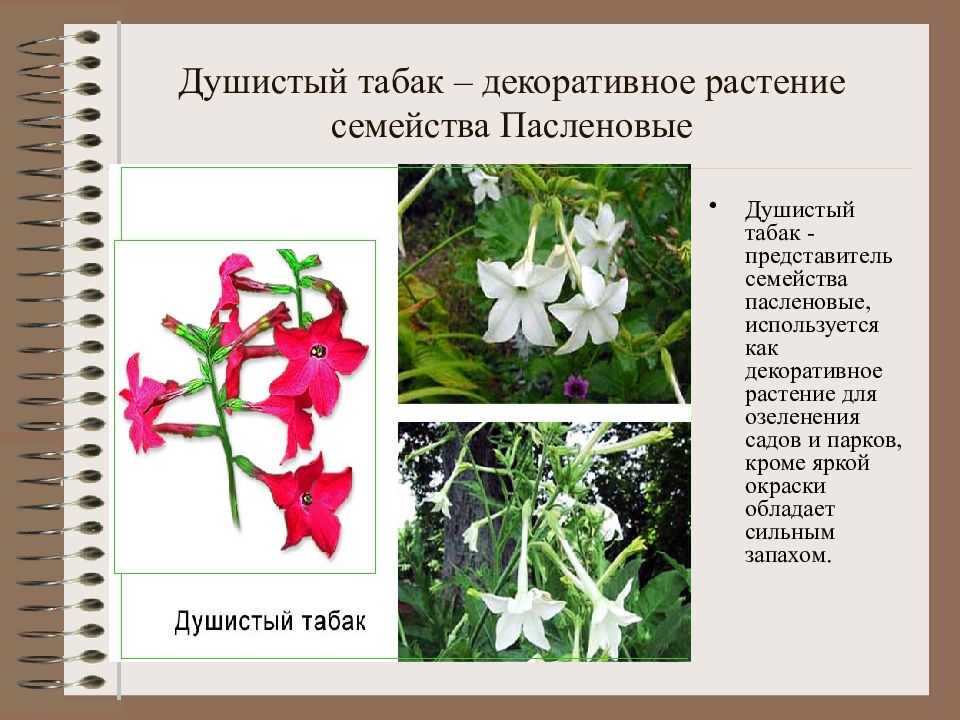 Представителем какого семейства. Табак семейство пасленовых. Табак душистый семейство Пасленовые. Душистый табак строение. Табак душистый плод.