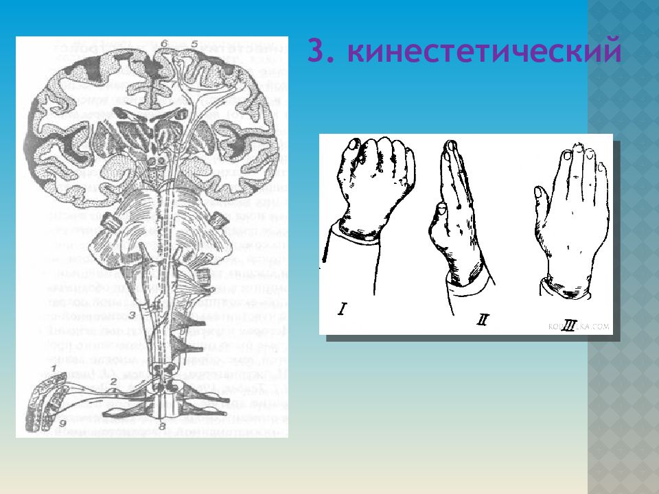 Кинестетическая апраксия кинетическая апраксия. Кинестетическая апраксия. Конструктивная апраксия. Кинетическая и кинестетическая апраксия.