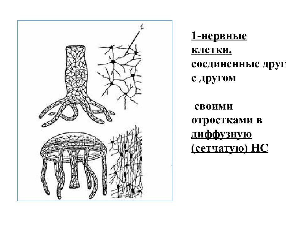 Рассмотрите рисунок на котором изображен жизненный цикл многоклеточного животного на примере рыбы