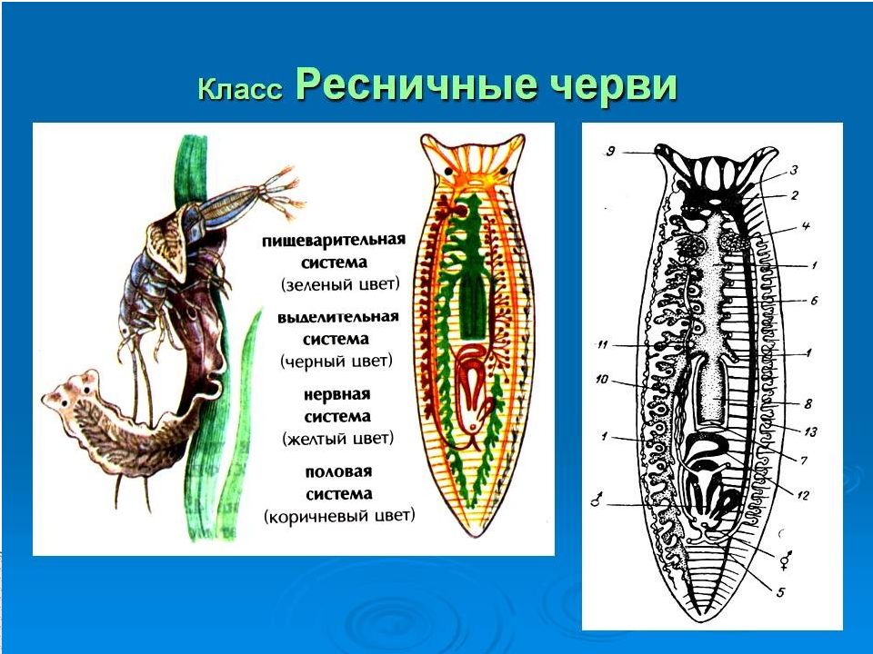 Класс ресничные черви презентация