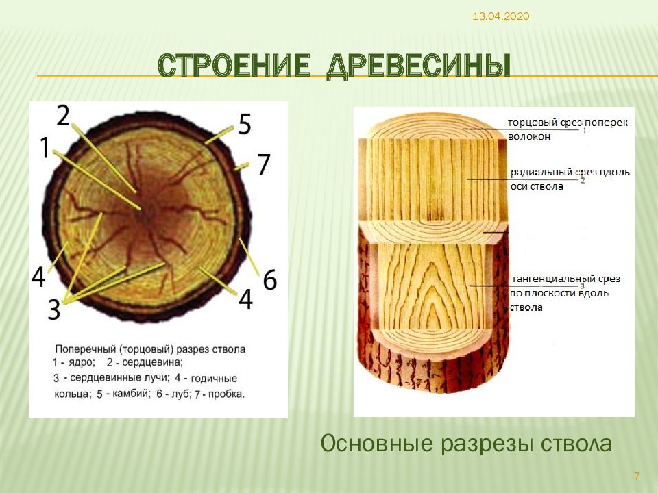 Древесина биология. Строение древесины. Структура древесины. Строение дерева и древесины. Строение древесины в разрезе.