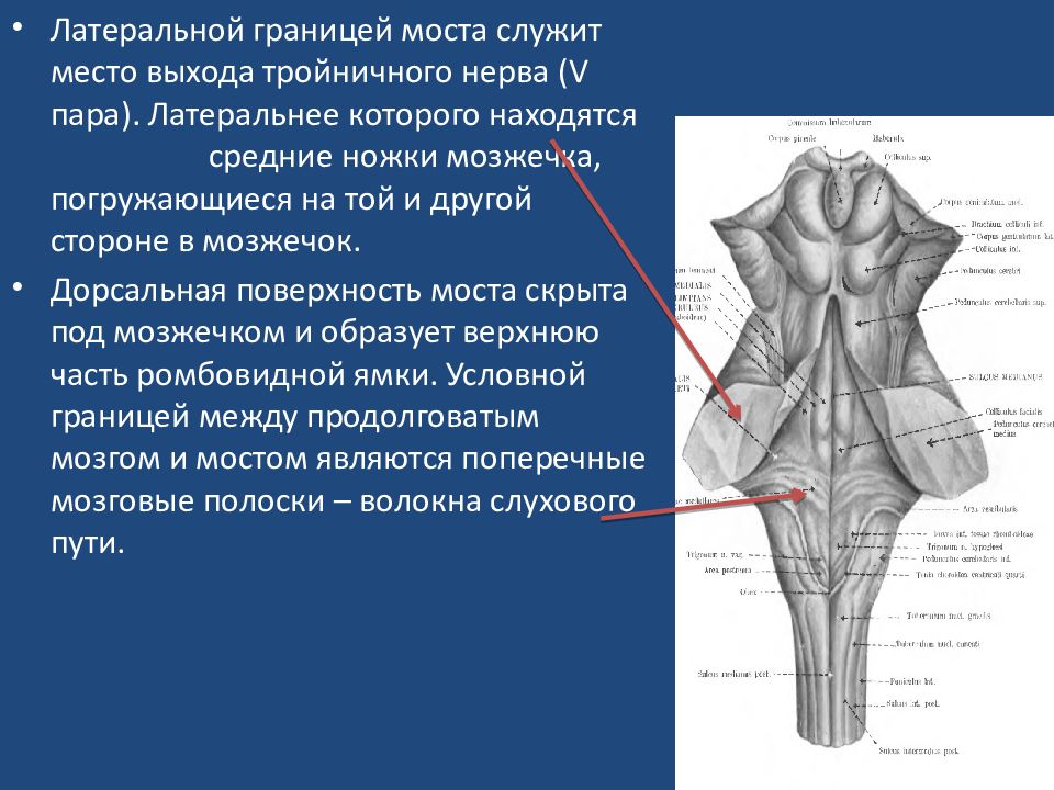 Дорсальная поверхность мозга. Вентральная поверхность продолговатого мозга. Вентральная поверхность варолиева моста. Вентральная и дорсальная поверхность продолговатого мозга. Варолиев мост анатомия.