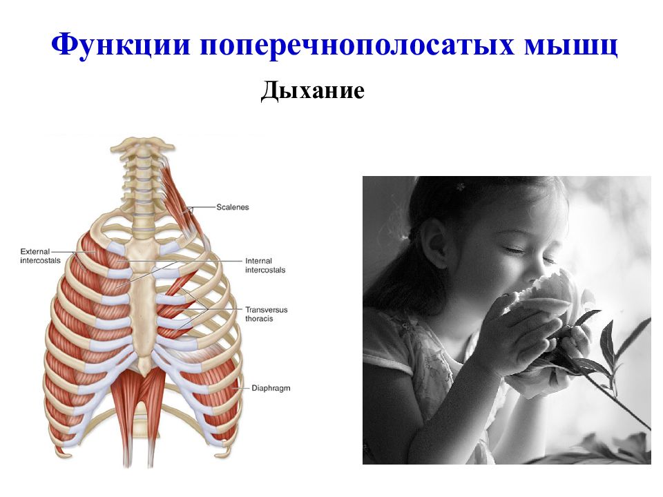 Группы дыхательных мышц. Дыхательные мышцы анатомия. Атрофия дыхательных мышц. Строение скелета кита. Строение скелета белки.