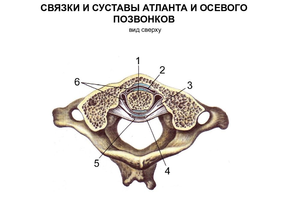 Атланто аксиальный сустав. Срединный атлантоосевой сустав. Атлантоосевой сустав сустав. Связки и суставы Атланта и осевого позвонка вид сверху. Срединный атлантоосевой сустав классификация.