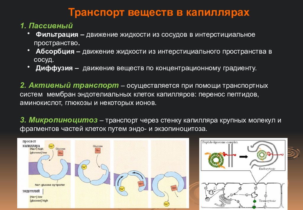 Фильтрация какие процессы осуществляются. Транспорт веществ через стенку капилляров. Фильтрация транспорт веществ. Транспорт в капиллярах. Механизмы капиллярного транспорта.