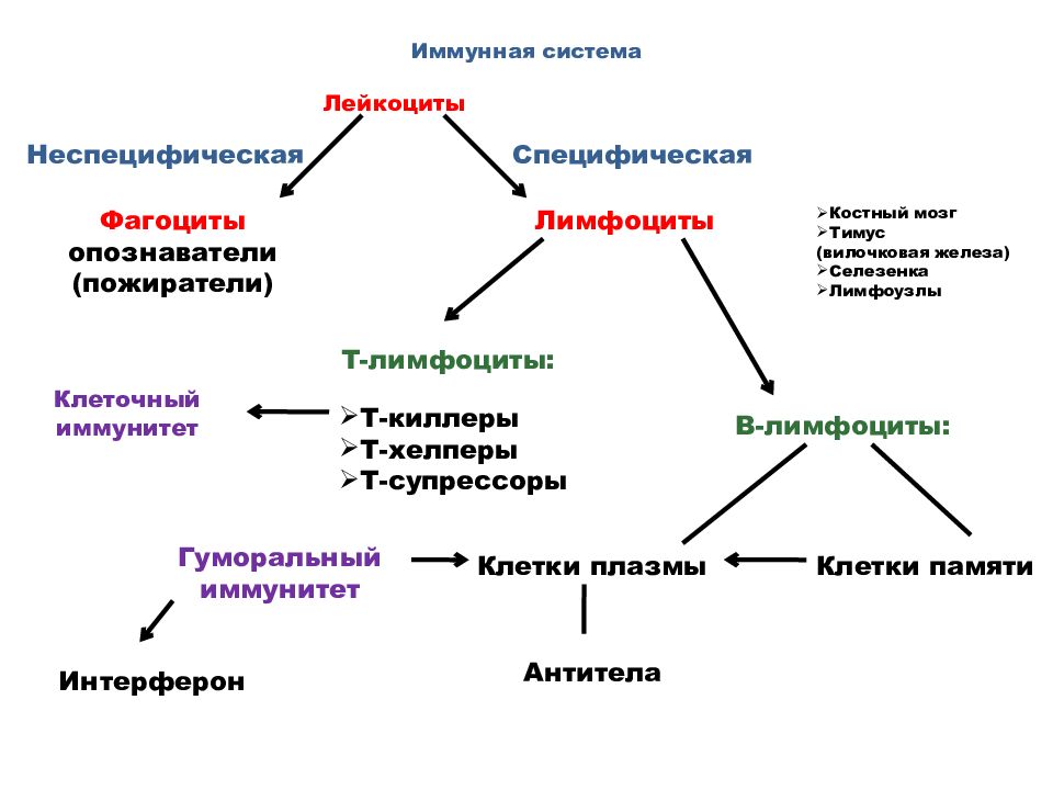 Инфекции иммунной системы презентация