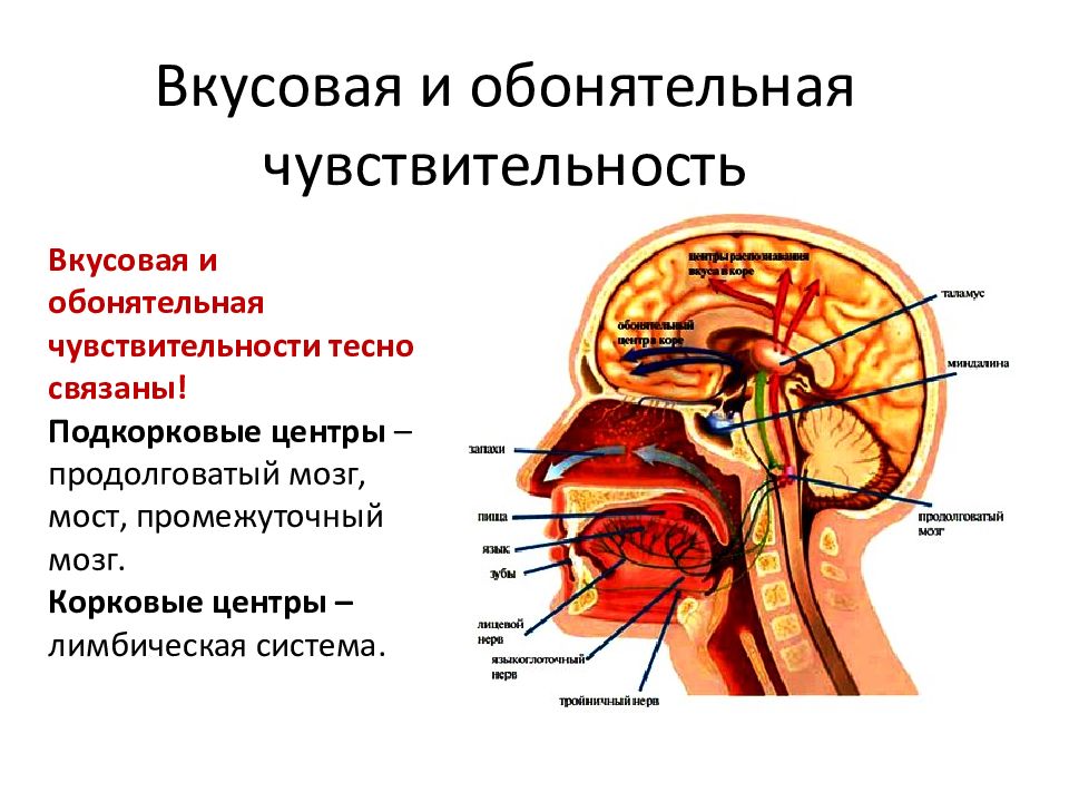 Вкусовой и обонятельный анализаторы презентация 8 класс