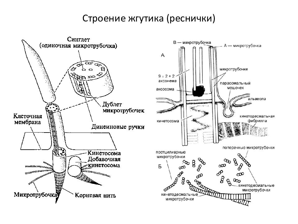 Реснички и жгутики эукариот