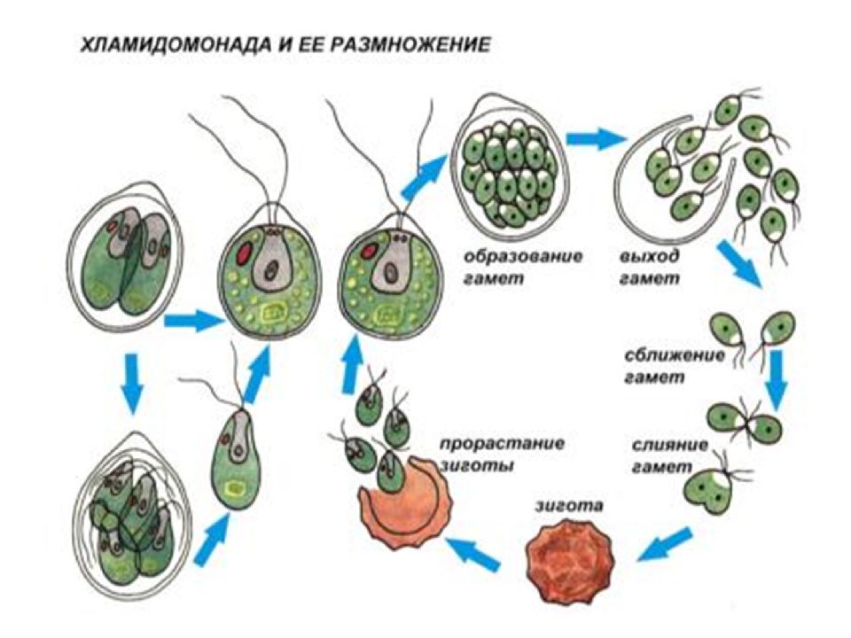 Половое размножение рисунок