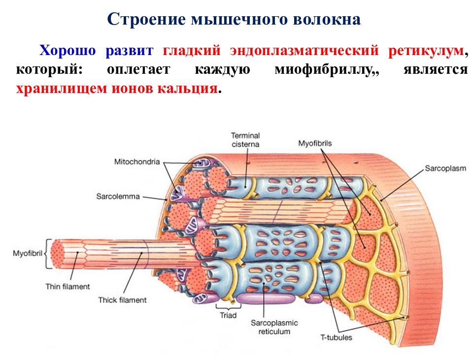 Клетчатка волокно мышечное. Мышечное волокно. Строение мышцы. Т трубочки мышечного волокна.