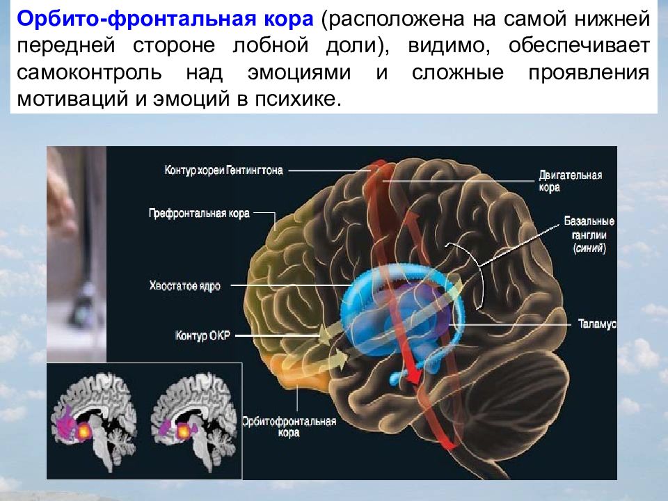 Возрастные особенности цнс презентация