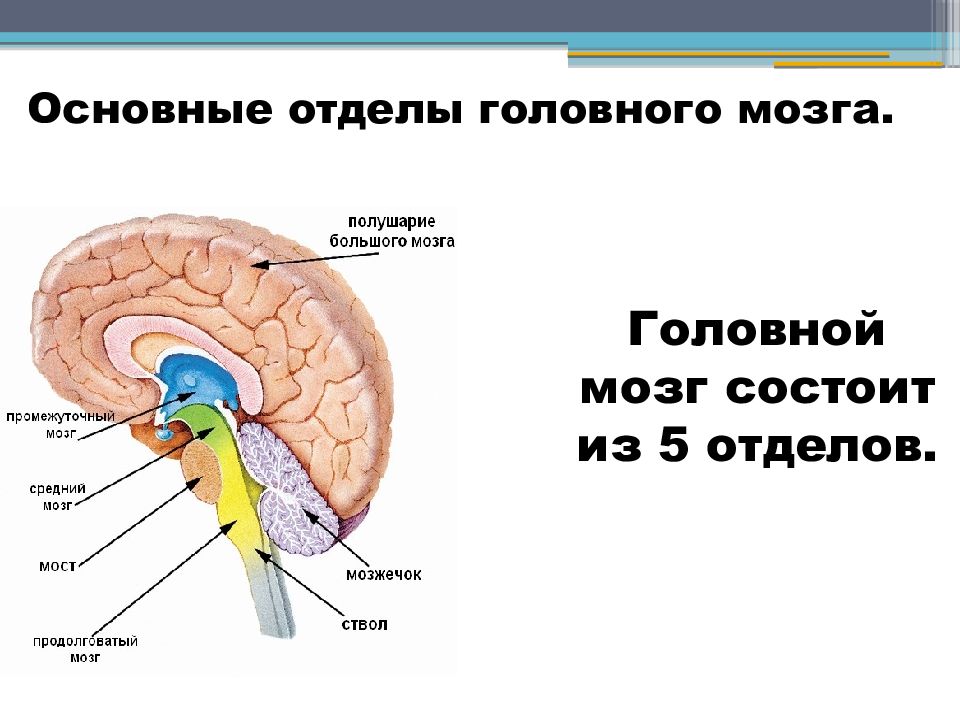 Продолговатый отдел мозга строение. Продолговатый мозг,мост,средний мозг, мозжечок,промежуточный. Строение мозга мозжечок варолиев мост. Функции 5 отделов головного мозга человека. Функции продолговатого мозга моста и мозжечка.