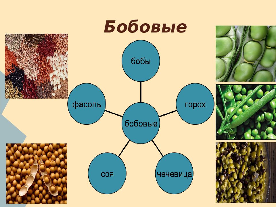 Технология приготовления блюд из круп бобовых и макаронных изделий 5 класс презентация