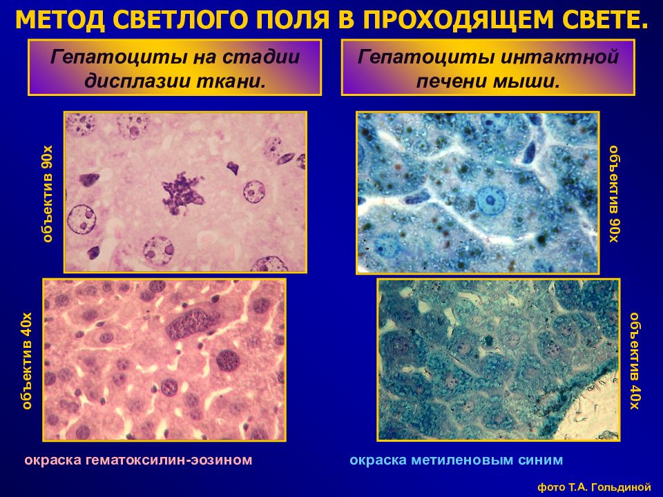 Микроскопия в светлом поле