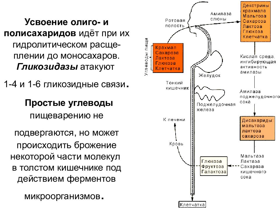 Происходит всасывание аминокислот и простых углеводов. Всасывание Глюкозы схема. Переваривание углеводов физиология. Переваривание и всасывание углеводов в ЖКТ. Расщепление углеводов в толстом кишечнике.