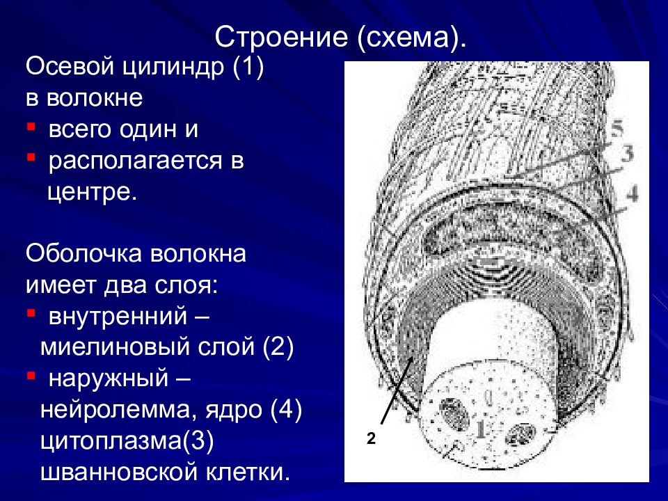 Осевой цилиндр