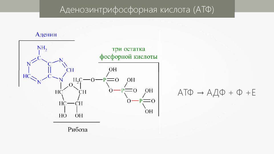 Атф состоит из остатков. АТФ И другие органические вещества. Схема строения АТФ И превращения ее в АДФ. АТФ фосфорная кислота. АТФ И другие органические соединения клетки 10 класс.
