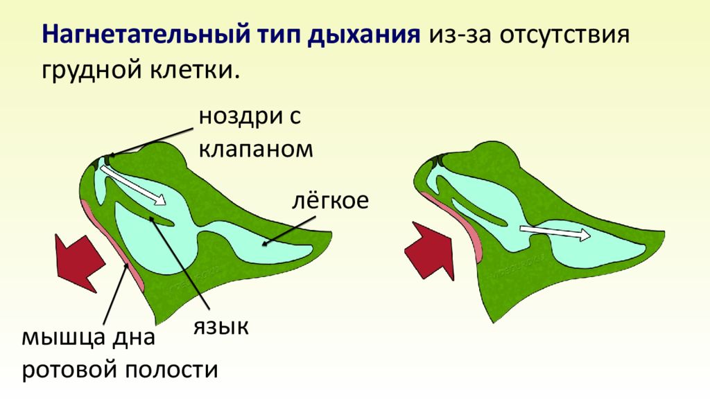 Схема дыхательной системы земноводных