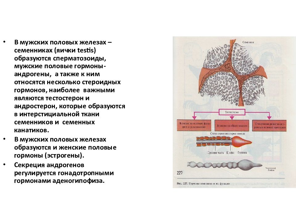 Гормоны семенников. Внутренняя секреция половых желез физиология. Сперматозоиды вырабатываются в семенниках.