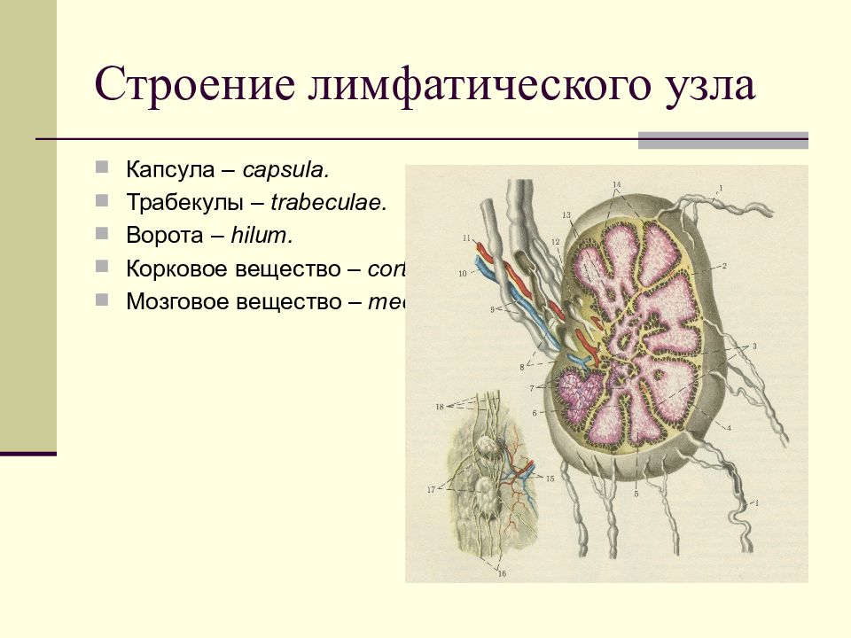 Строение лимфатической системы