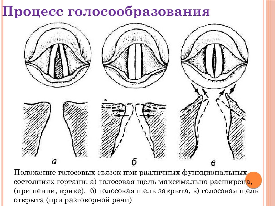 Где расположены голосовые связки у человека рисунок