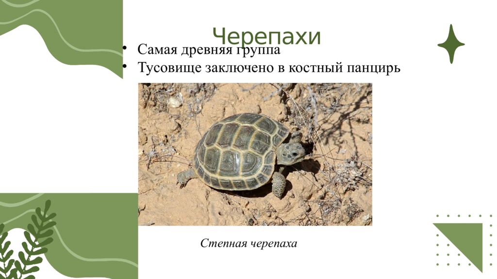 Общая характеристика пресмыкающихся