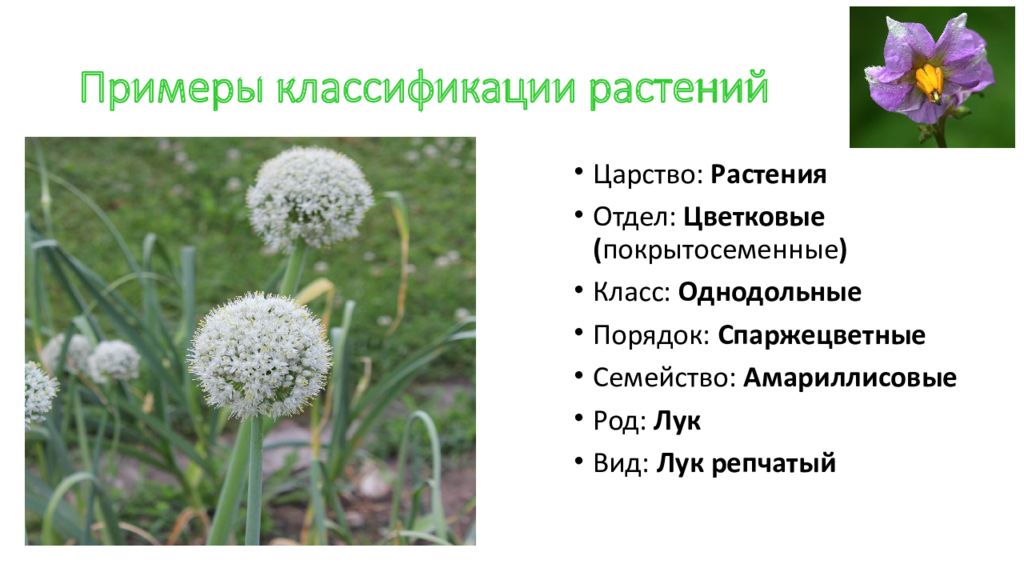 Одуванчик вид род отдел царство. Систематика растений. Примеры систематики растений. Классификация растений примеры. Систематика растений примеры.