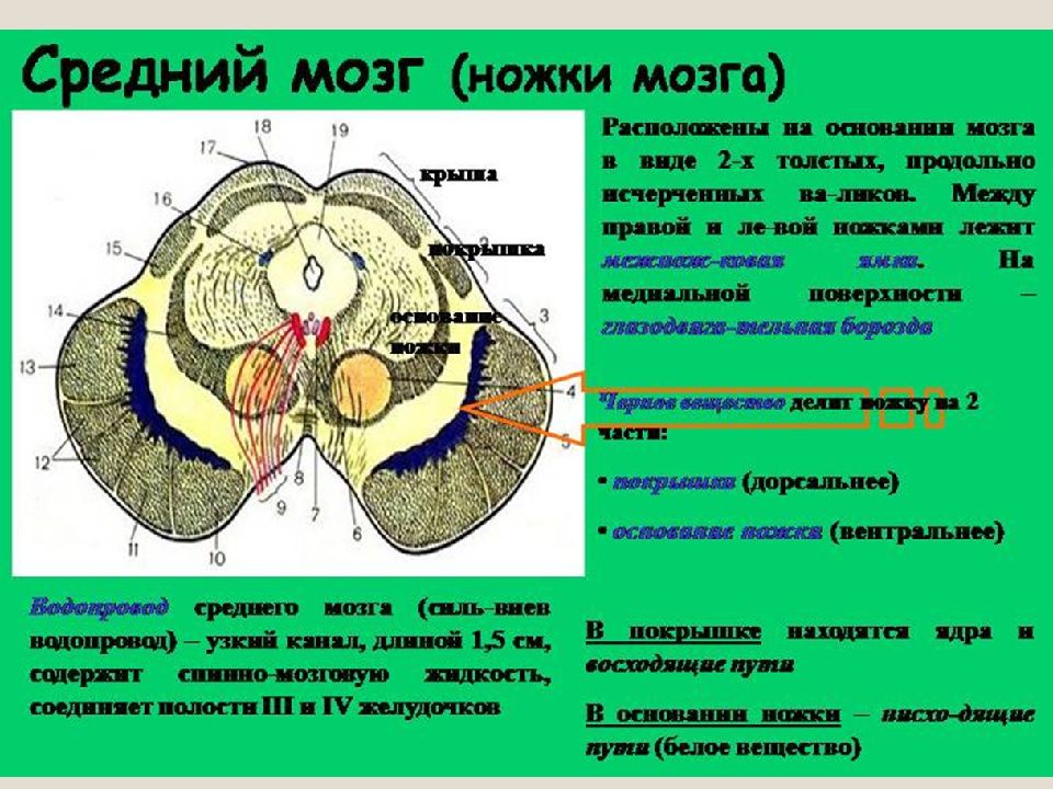 Средний мозг на картинке