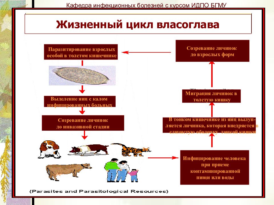 Кафедра инфекционных болезней бгму. Цикл в медицинском университете Дерматовенерология. ИПО БГМУ цикл по ревматологии.