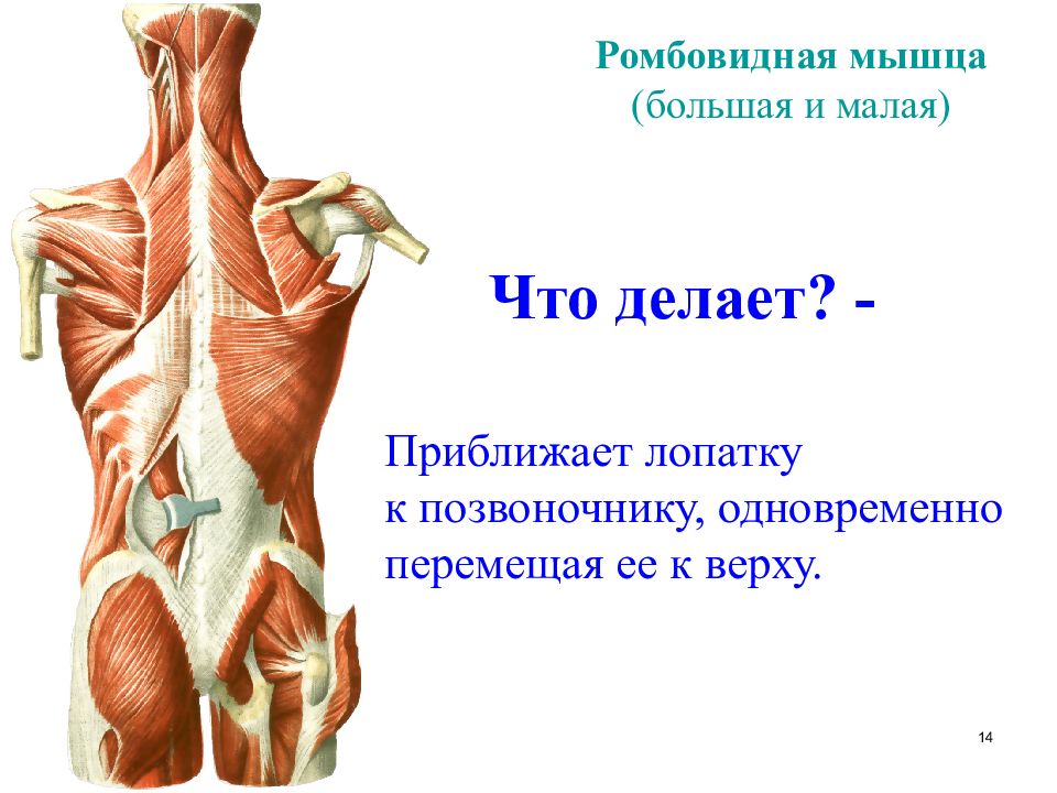 Ромбовидная мышца спины упражнения. Большая и малая ромбовидные мышцы спины. Малая ромбовидная мышца спины. Миология анатомия. Упражнения на ромбовидные мышцы спины.