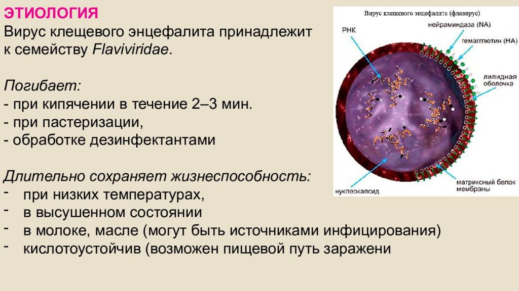 Вирус клещевого энцефалита рисунок