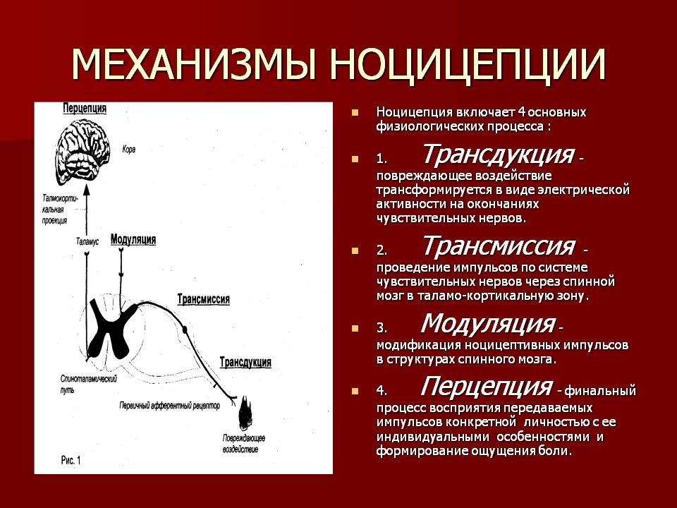 Болевой анализатор физиология презентация