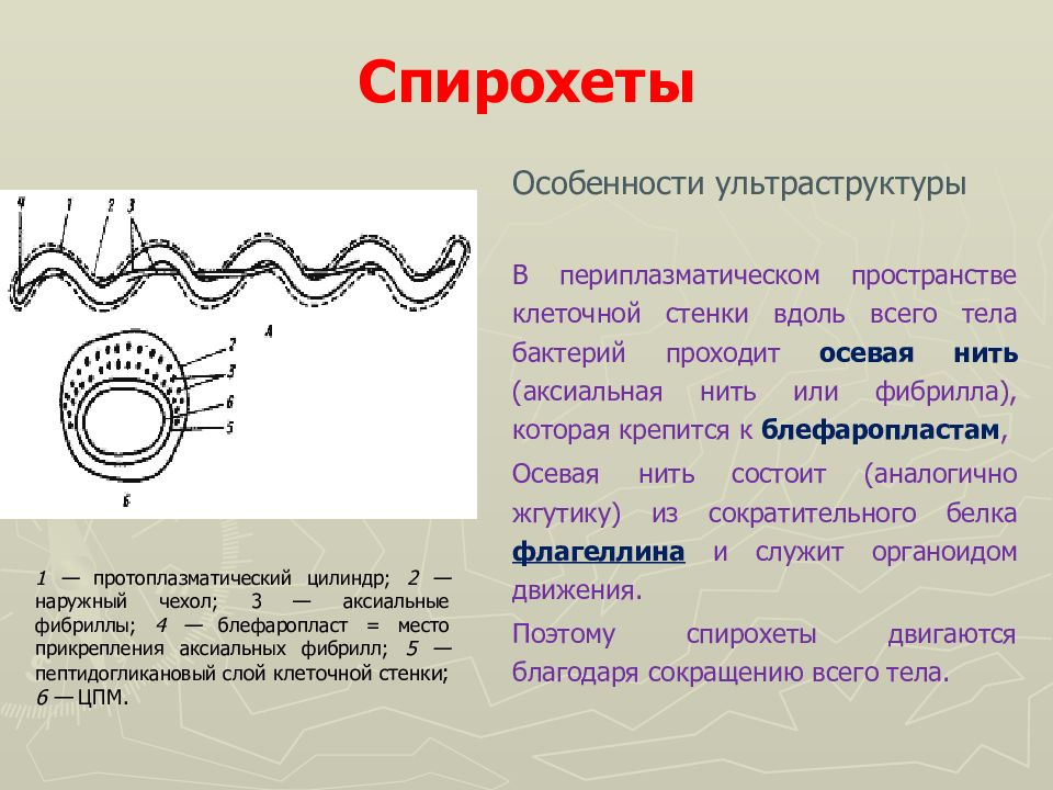 Спирохеты. Классификация и морфология спирохет. Спирохеты основная характеристика. Спирохеты царство. Спирохеты строение.