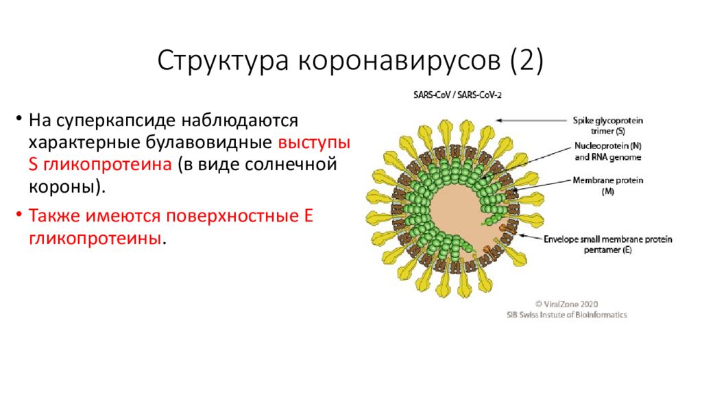 Как передается коронавирус