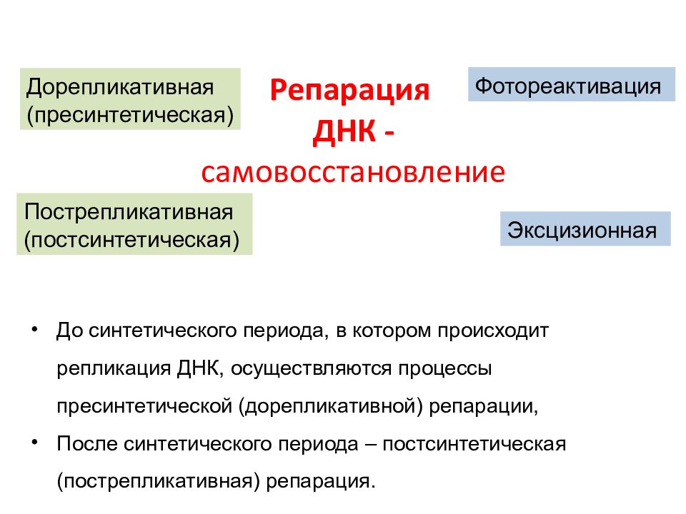 Репарация это. Эксцизионная репарация дорепликативная репарация. Дорепликативная репарация этапы. Дорепликативная репарация ДНК. Систему ферментов дорепликативной репарации..