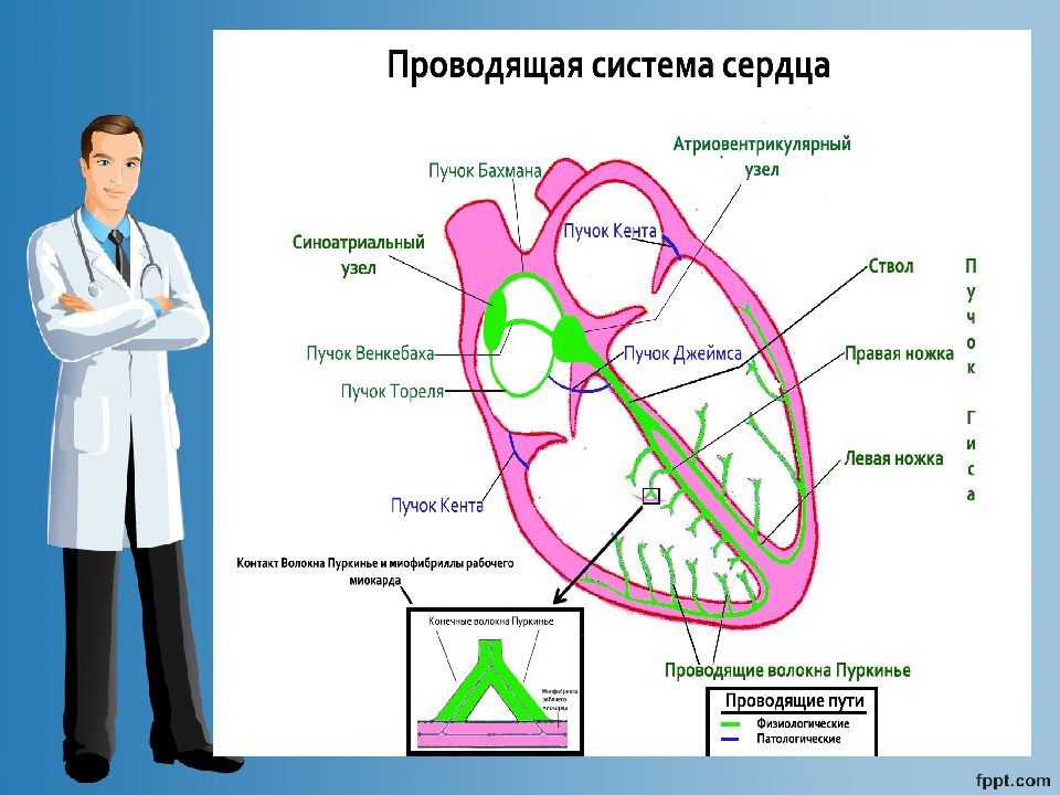 Основные части проводящей системы сердца на рисунке