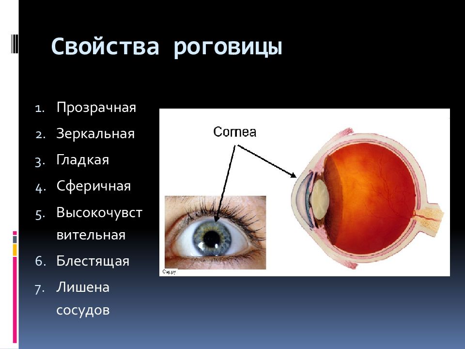 Роговица глаза что это такое картинка