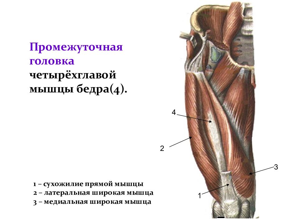 2х главая мышца бедра