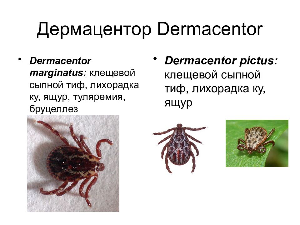 Дермацентор клещ рисунок