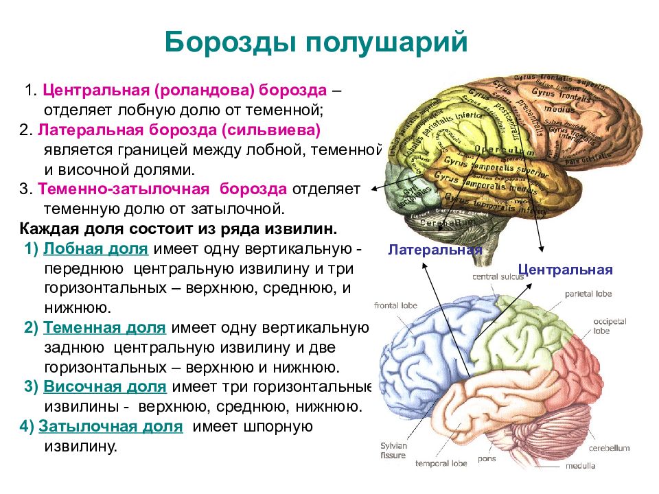 Конечный мозг функции