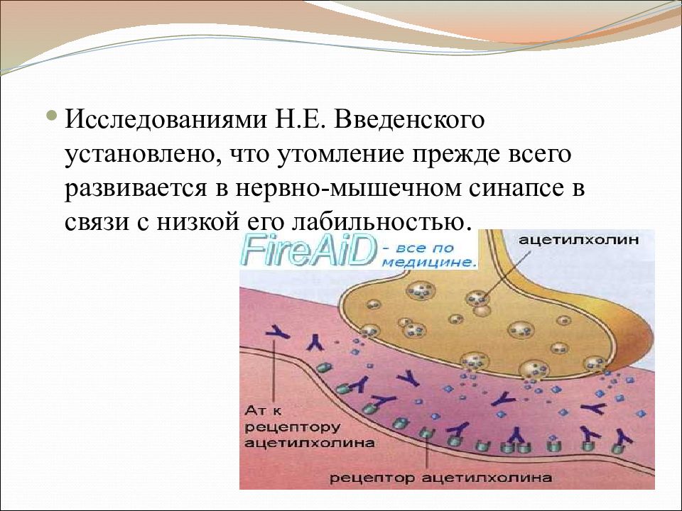 Нервно мышечное утомление. Утомление в нервно мышечном синапсе. Причины утомления в нервно-мышечном синапсе. Причины утомления синапса. Роль нейромышечного синапса в возникновении утомления.