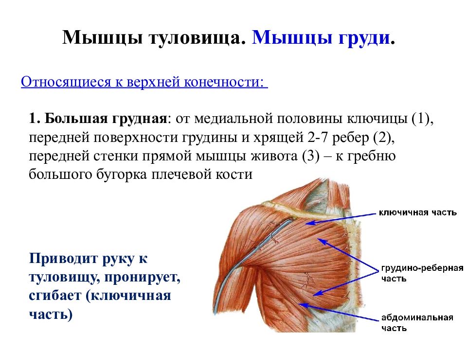 Стенки ключично грудного треугольника