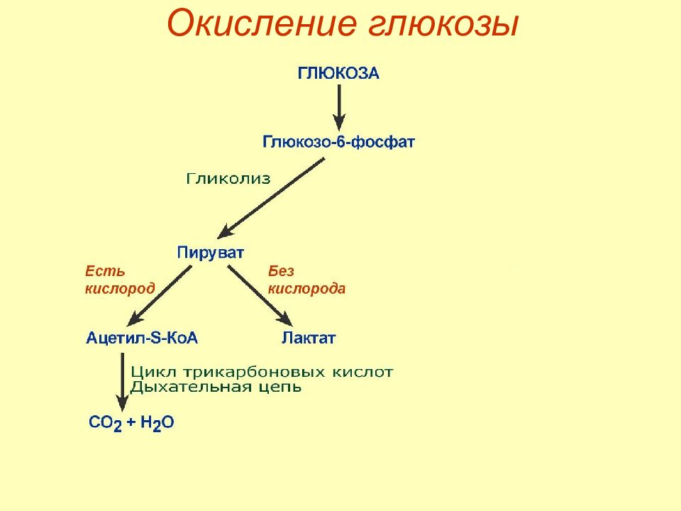 Процесс обмена глюкозы